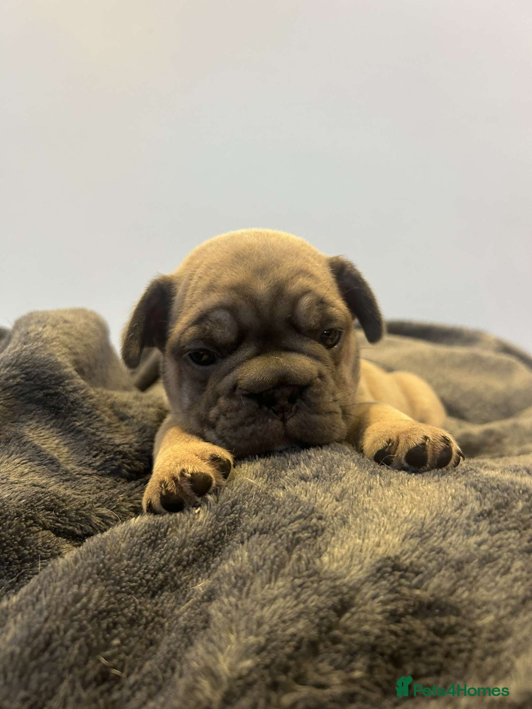 French Bulldog dogs for sale: French Bulldog Puppies  - Image 5