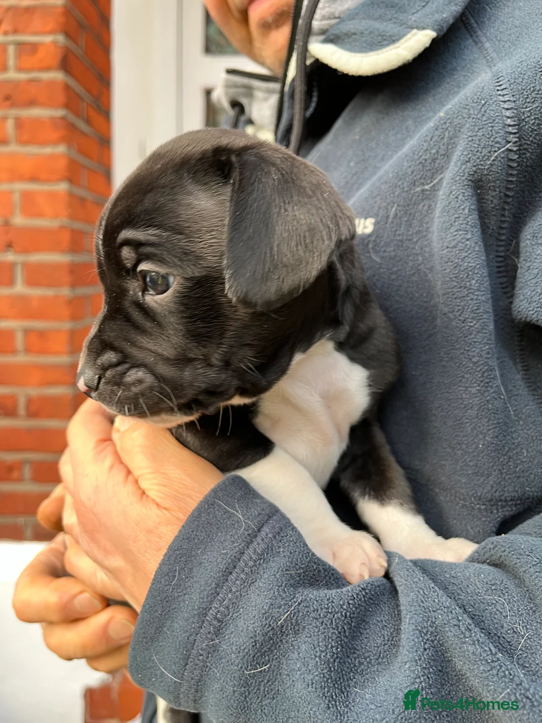 Mixed Breed dogs for sale: 🐾Sweet-natured Spaniel x Bulldog male puppy🐾 in London - Advert 13