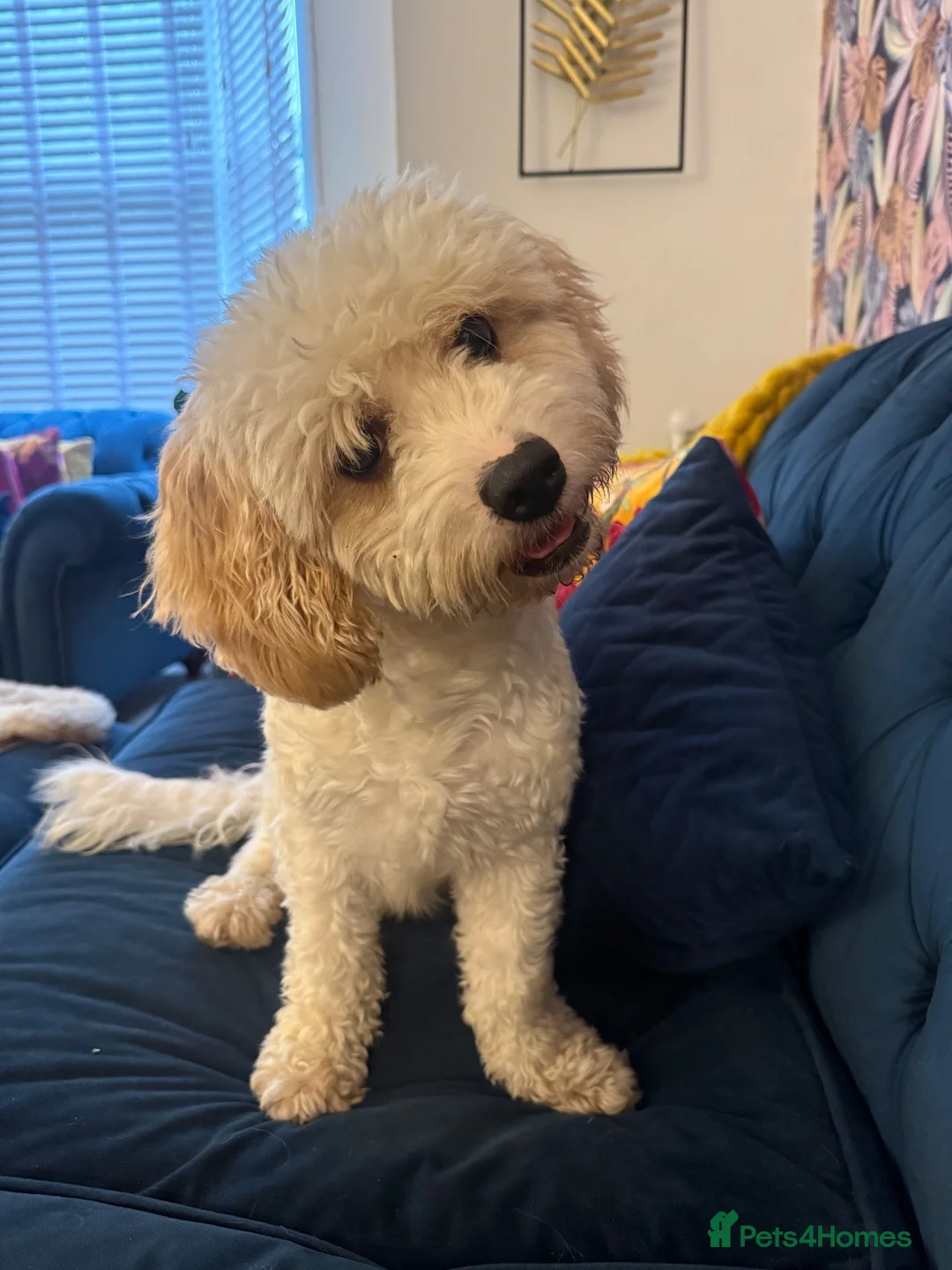 Cavapoochon dogs for sale: 🐾 stunning three-year-old male Cavapoochon 🐾  - Advert 1
