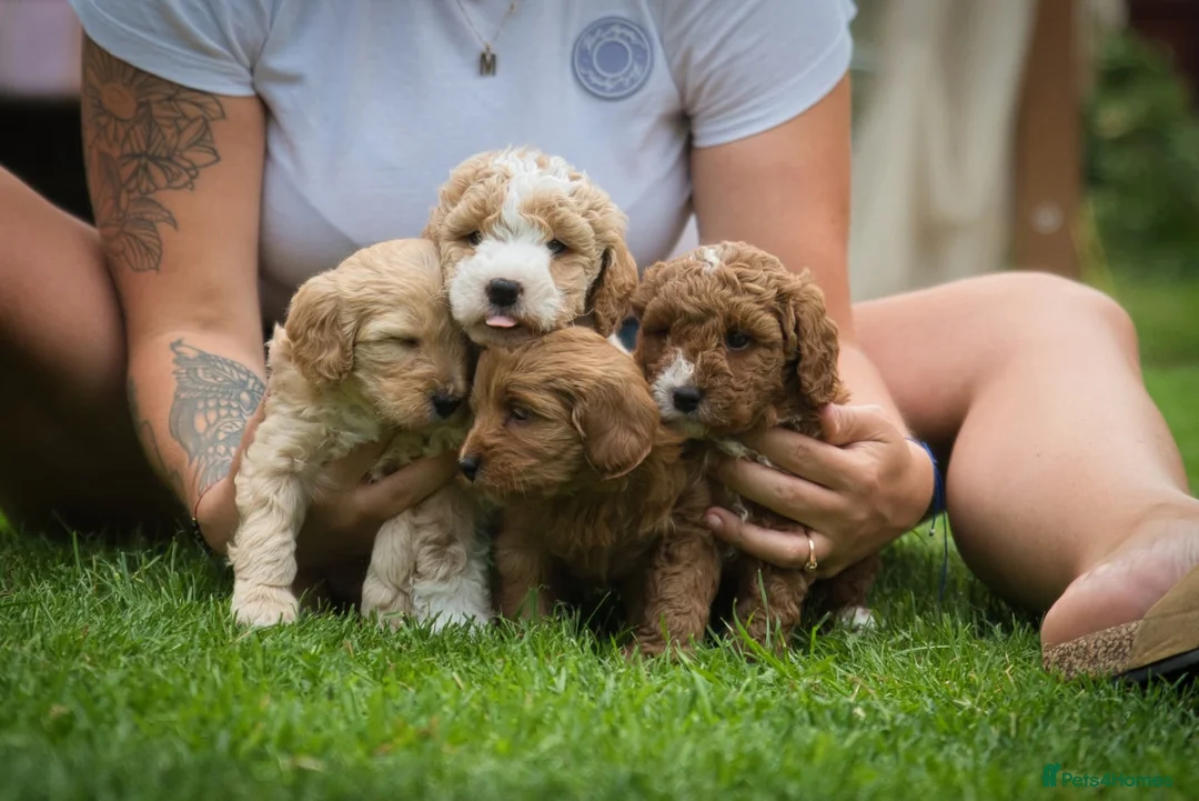 Australian Labradoodle dogs for sale: Stunning Cockapoo x Australian Labradoodle Puppies in Corby - Advert 1