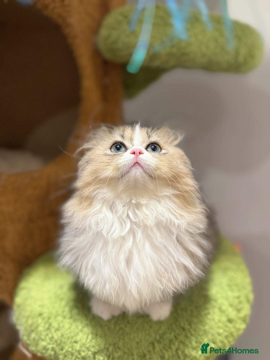 Munchkin cats for sale: Top level Super stunning & rare Minuet - Advert 21