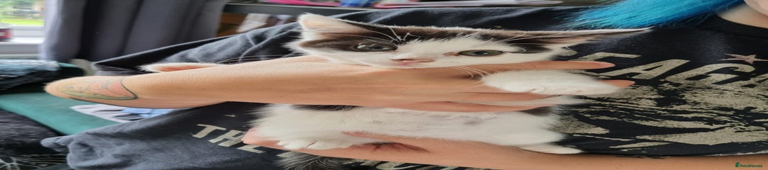 Domestic Shorthair Kitten 4