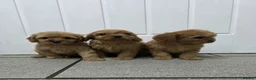 Cavapoo dogs for sale: dna clear f1 red cavapoo puppies , FAMILY REARED in Alford - Advert 9