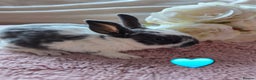 Rex rabbits for sale: 🐰🐰Beautiful baby mini rex 🐰🐰 - Advert 18