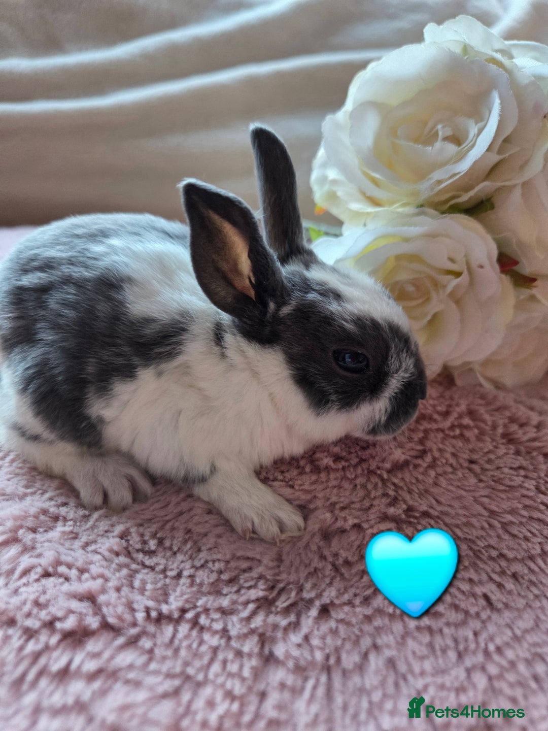 Rex rabbits for sale: 🐰🐰Beautiful baby mini rex 🐰🐰 - Advert 18