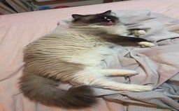 Ragdoll cats for sale: Ragdoll male proven cat.  - Image 3