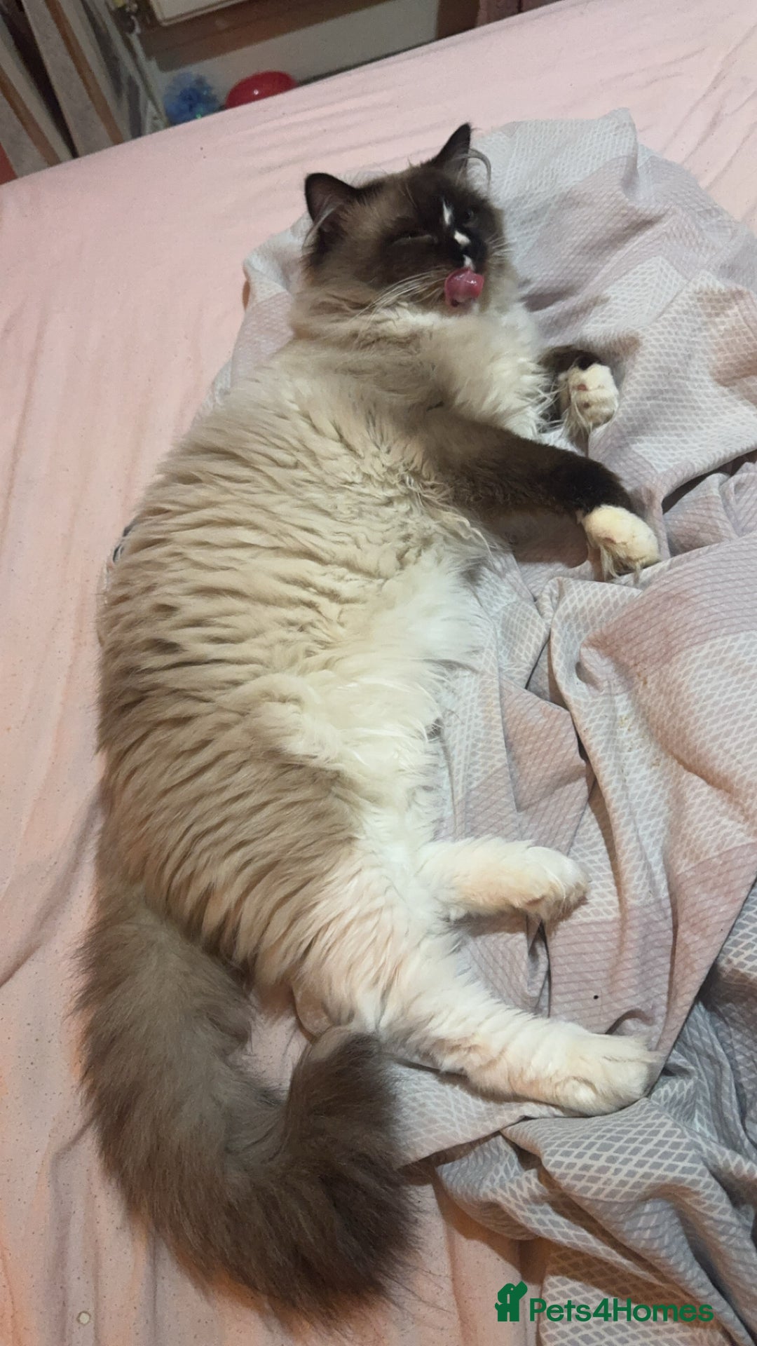 Ragdoll cats for sale: Ragdoll male proven cat.  - Image 3
