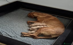 Labrador Retriever dogs for sale: Beautiful fox red Labrador puppies - Image 2