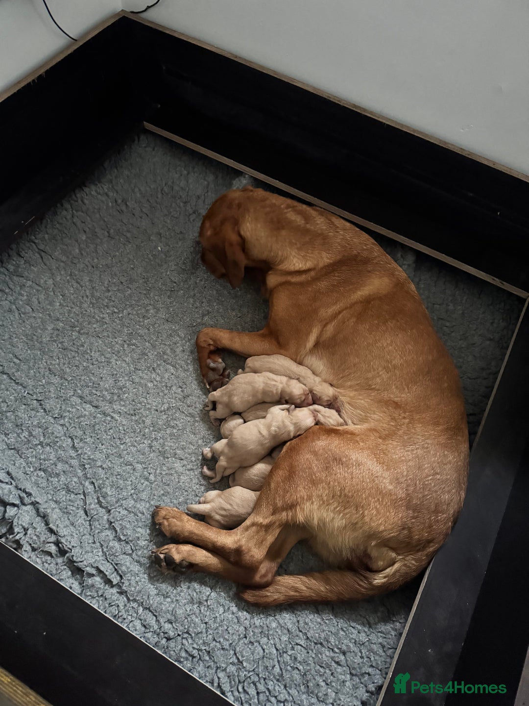 Labrador Retriever dogs for sale: Beautiful fox red Labrador puppies - Image 2