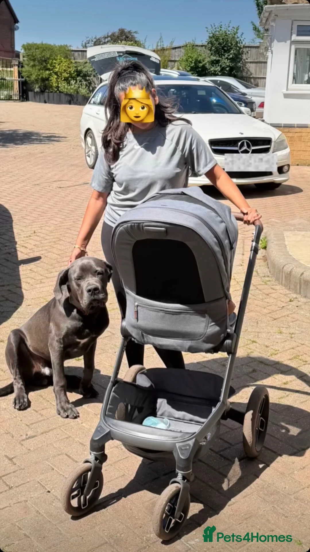 Cane Corso dogs for sale: Working Line Corso  - Advert 1