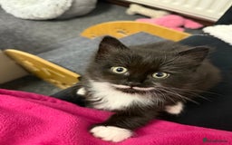 Mixed Breed cats for sale: 2 gorgeous long haired females available - Image 12