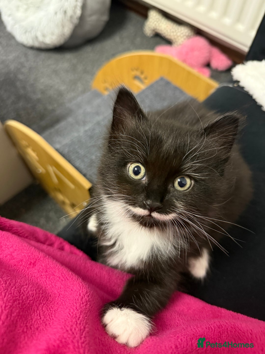 Mixed Breed cats for sale: 2 gorgeous long haired females available - Image 12