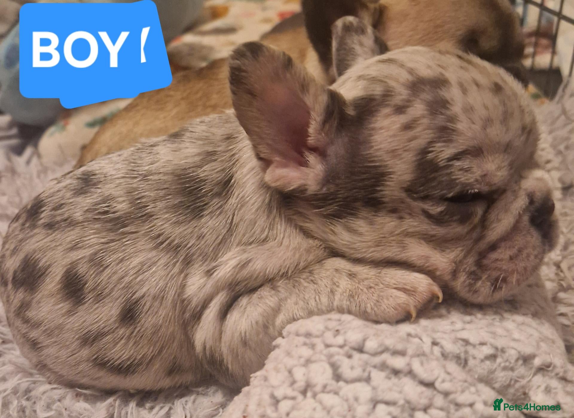 French Bulldog dogs PEDIGREE FRENCH BULLDOG PUPPIES. - Advert 4