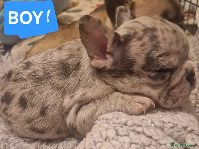 French Bulldog dogs PEDIGREE FRENCH BULLDOG PUPPIES. - Advert 14