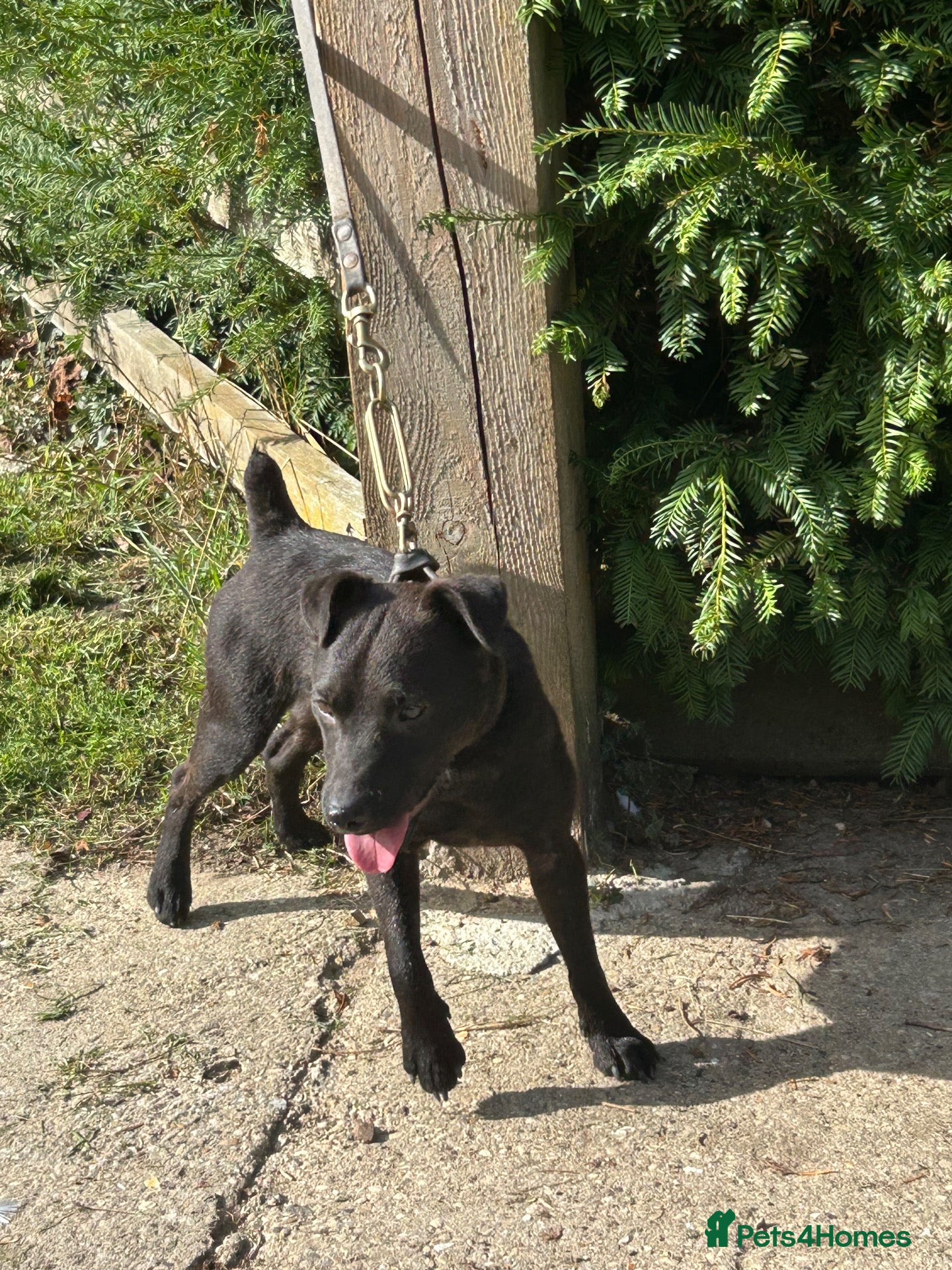 Patterdale Terrier dogs 18 month old Patterdale Terrier  - Advert 2