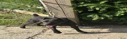 Patterdale Terrier dogs for sale: 18 month old Patterdale Terrier  - Advert 2