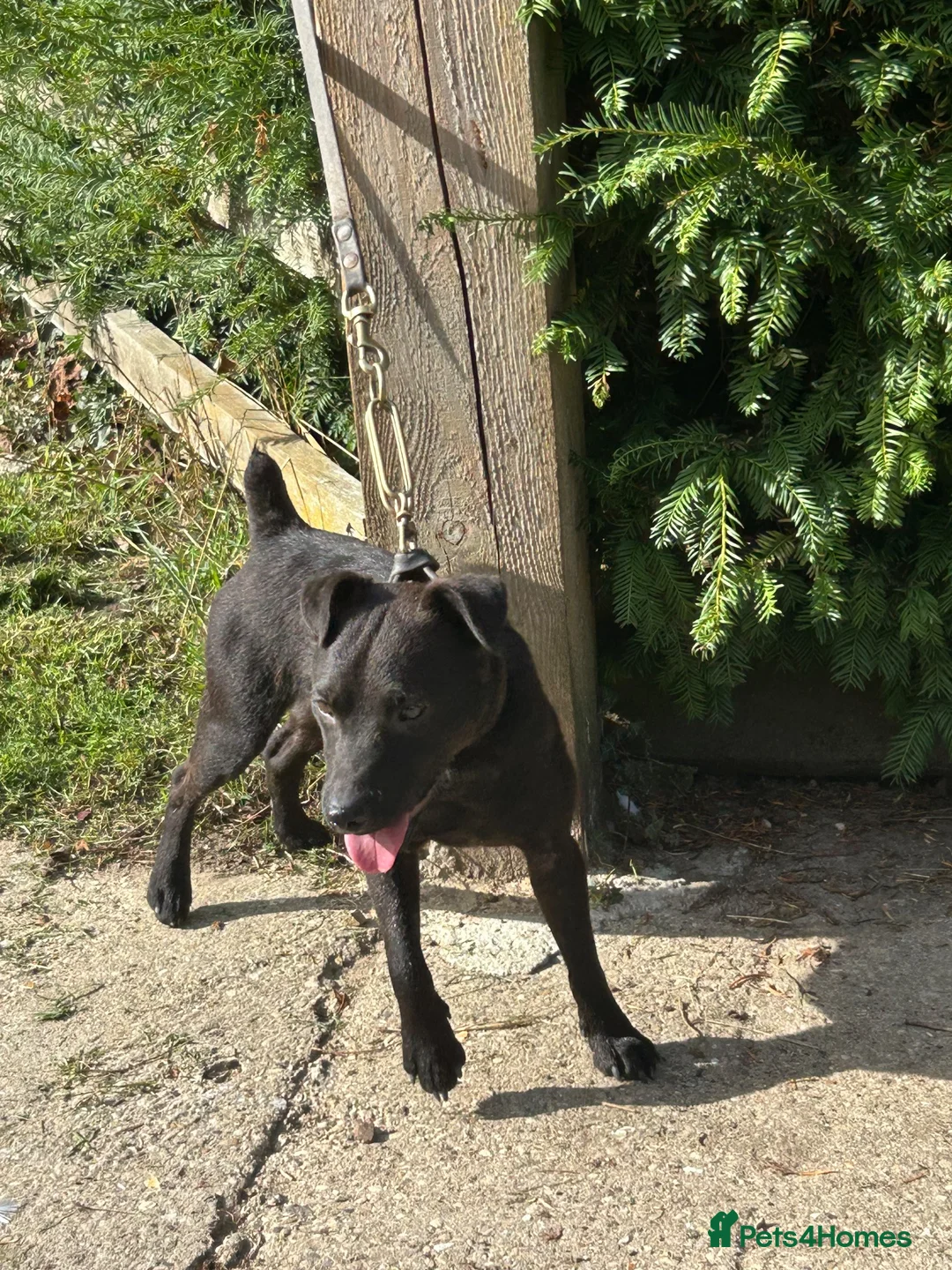 Patterdale Terrier dogs for sale: 18 month old Patterdale Terrier  - Advert 2