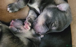 Mixed Breed dogs for sale: STUNNING LITTER SIBERIAN HUSKY x RED FOX LABRADOR - Advert 3