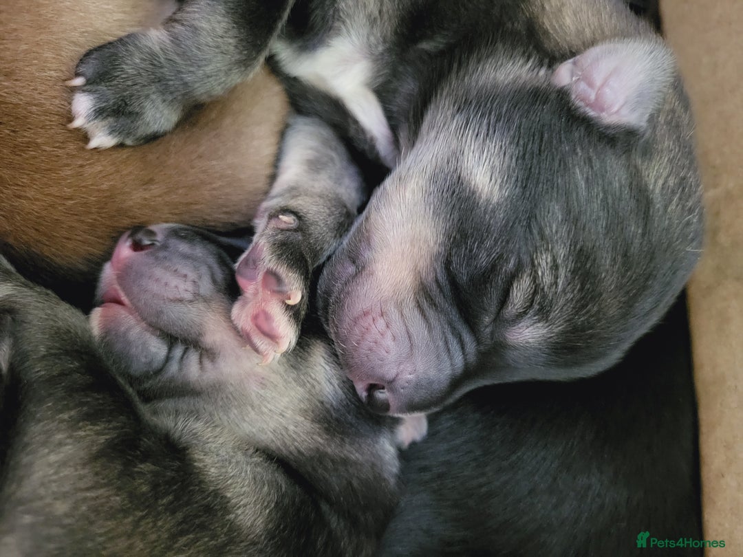 Mixed Breed dogs for sale: STUNNING LITTER SIBERIAN HUSKY x RED FOX LABRADOR - Advert 3