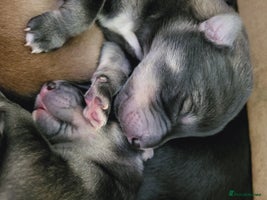 Mixed Breed dogs STUNNING LITTER SIBERIAN HUSKY x RED FOX LABRADOR - Advert 8