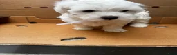 Maltese dogs for sale:   Maltese boys  - Advert 3