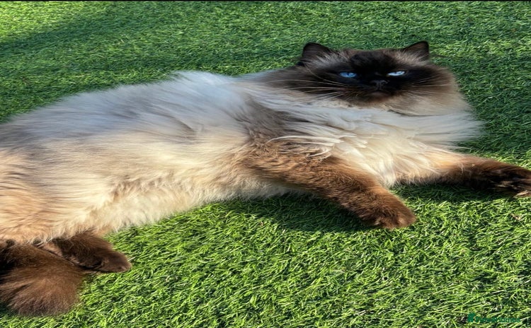 Ragdoll cats - Advert 15