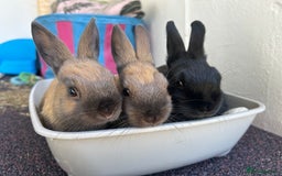Netherland Dwarf rabbits for sale: Netherland Dwarf Bunnies available 17/06/2025 in Leatherhead - Image 1
