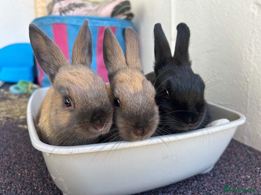 Netherland Dwarf rabbits for sale: Netherland Dwarf Bunnies available 17/06/2025 in Leatherhead - Image 1