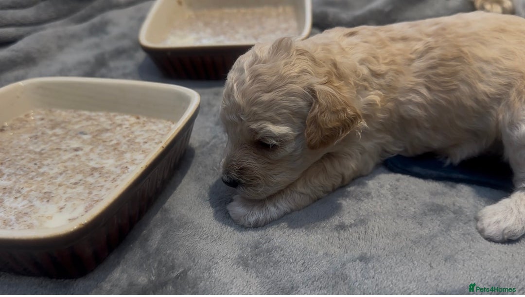 Mixed Breed dogs for sale: Beautiful bichion x Maltese babies  - Advert 3