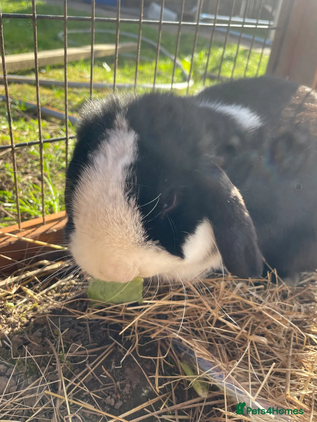 Mini Lop rabbits for sale: Deaf male mini lop - Advert 2