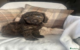 Cockapoo dogs for sale: F1 miniature gorgeous cockapoo puppies  - Image 14