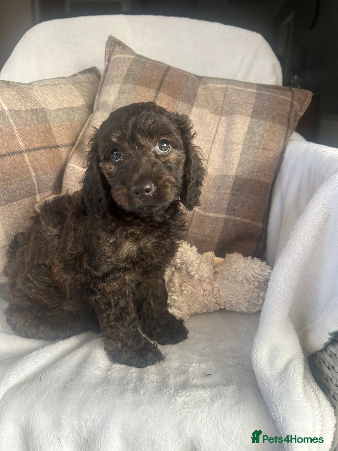 Cockapoo dogs for sale: F1 miniature gorgeous cockapoo puppies  - Image 14