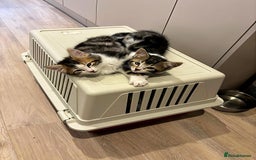 Siberian cats for sale: Adorable Siberian Forest Mix Kittens - Image 9