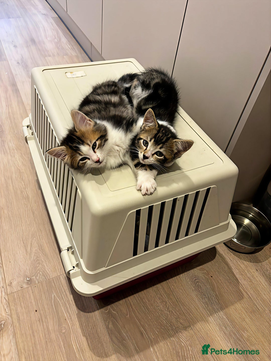 Siberian cats for sale: Adorable Siberian Forest Mix Kittens - Image 9