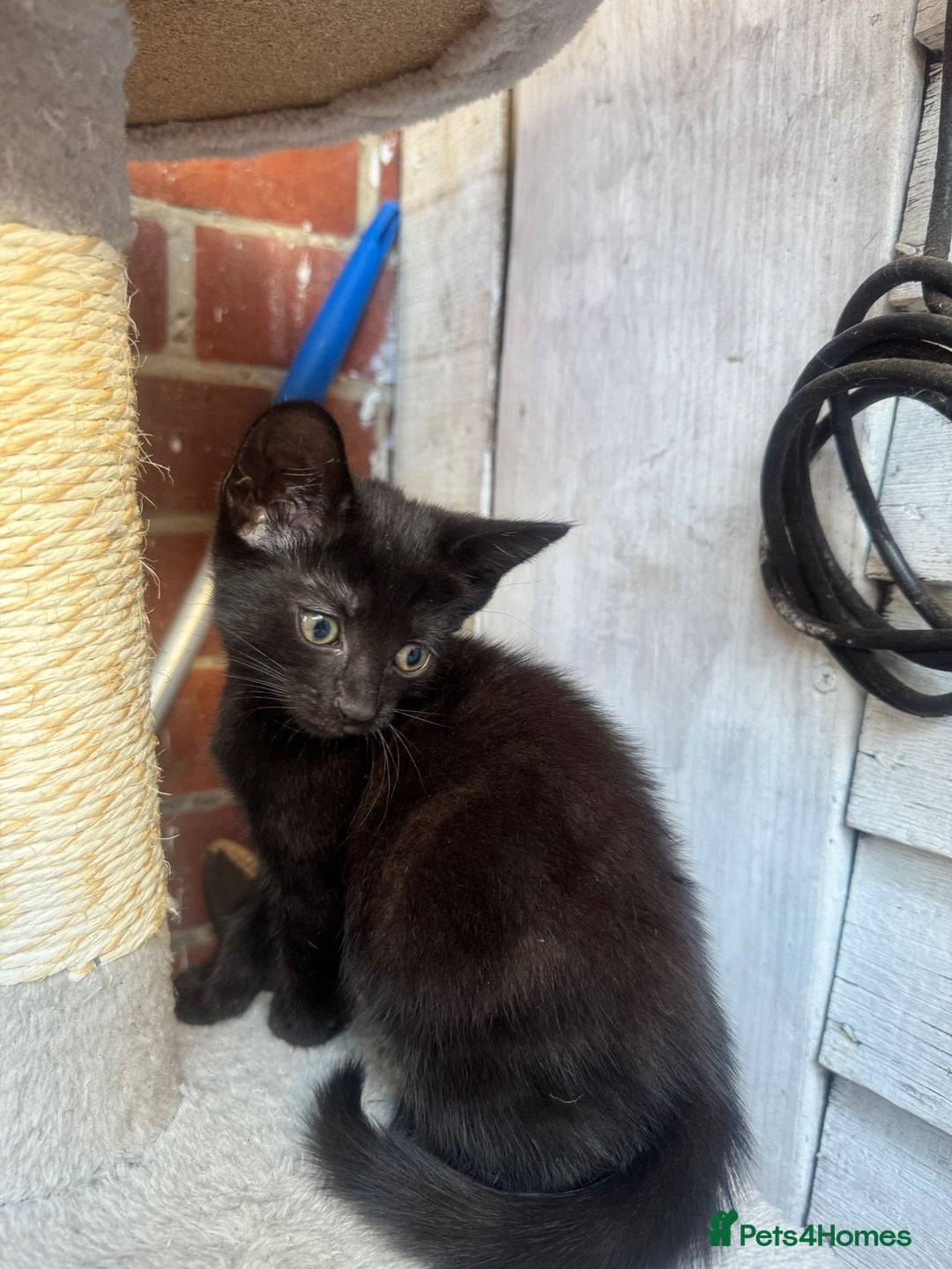 European cats for sale: Beautiful kittens  - Image 1