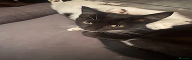 Domestic Shorthair 3