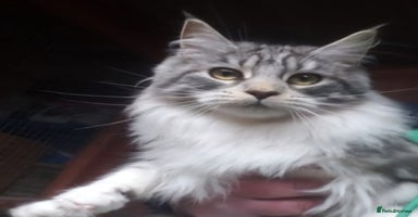 Maine Coon cats - Advert 10