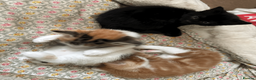 British Shorthair cats for sale: Two black kittens, one with some white    in Bristol - Advert 20