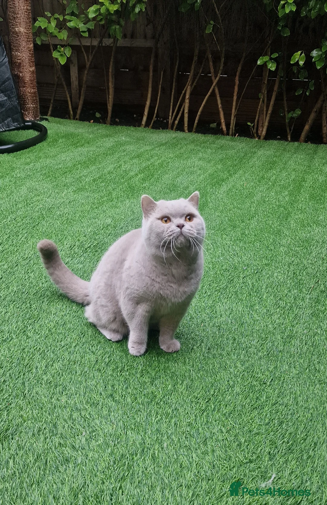 British Shorthair cats for stud: 🌟Exclusive Import ⭐World-Class Type🌟 - Advert 18