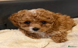 Cavapoo dogs for sale: Miniature cavapoo’s for sale - Image 4