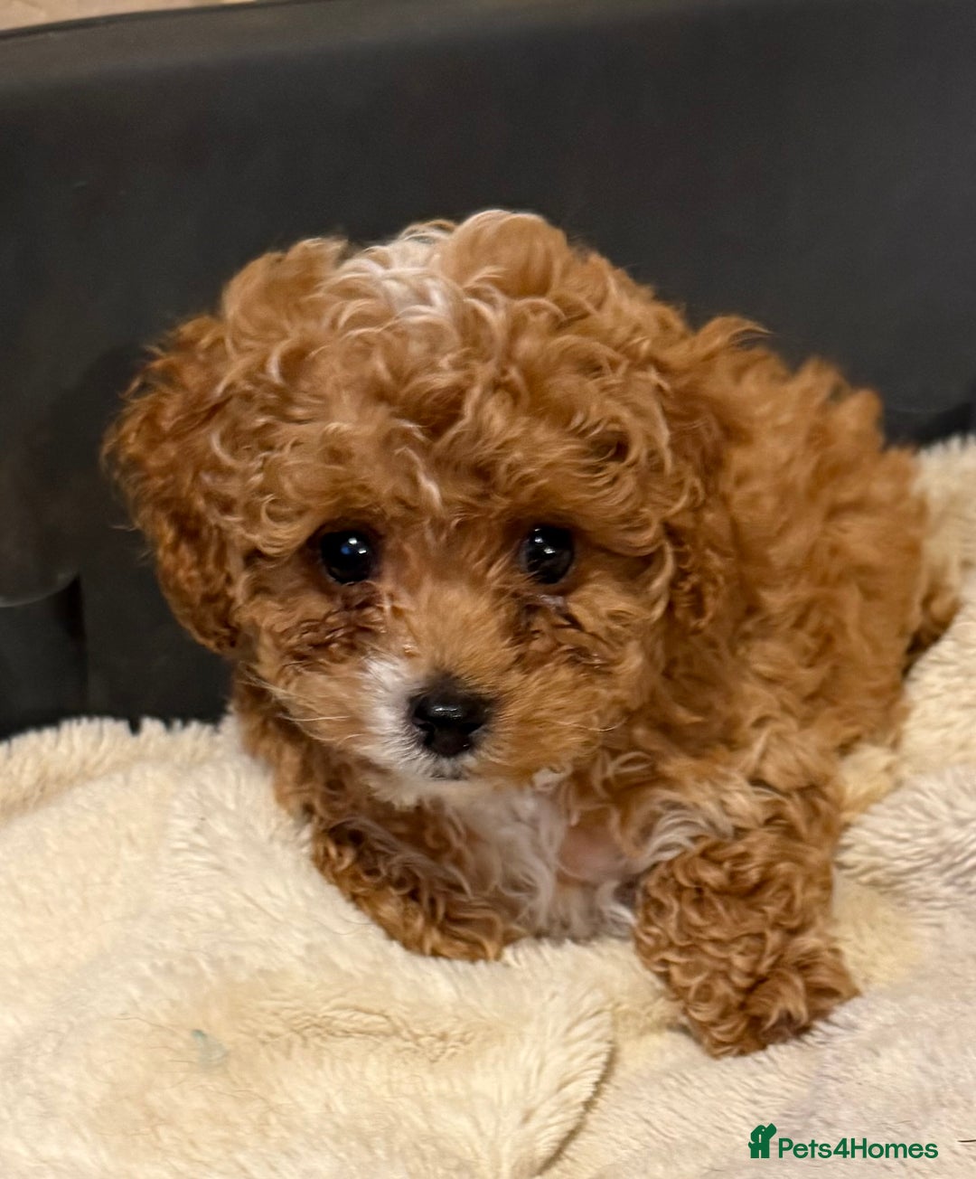 Cavapoo dogs for sale: Miniature cavapoo’s for sale - Image 4