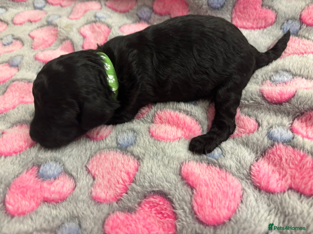 Miniature Poodle dogs for sale: Miniature poodles looking for forever home - Advert 7