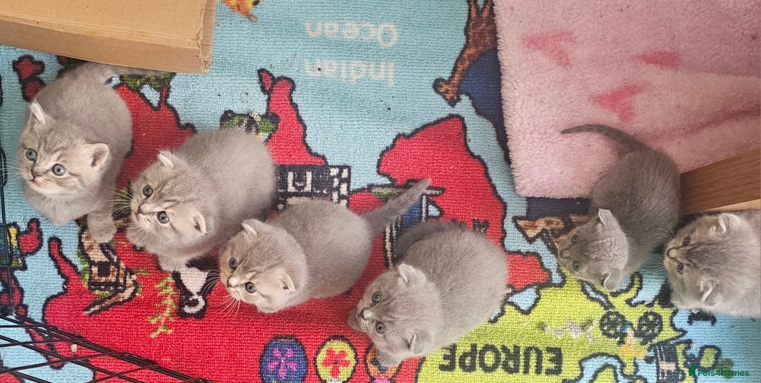 British Shorthair cats for sale: Beautiful British Shorthair Kittens for Sale - Advert 7