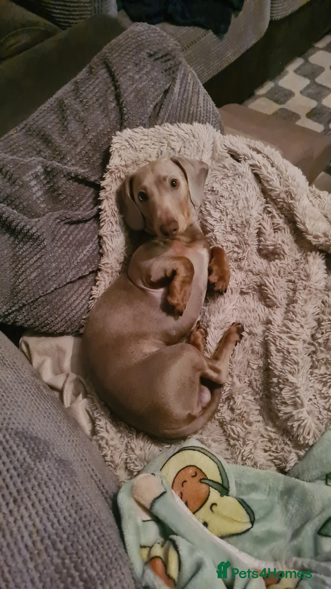 Miniature Dachshund dogs for stud: Stud dog available for studding - Advert 9