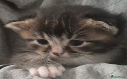 Scottish Fold cats for sale: Beautiful Scottish Fold/Straight X Kittens - Image 10