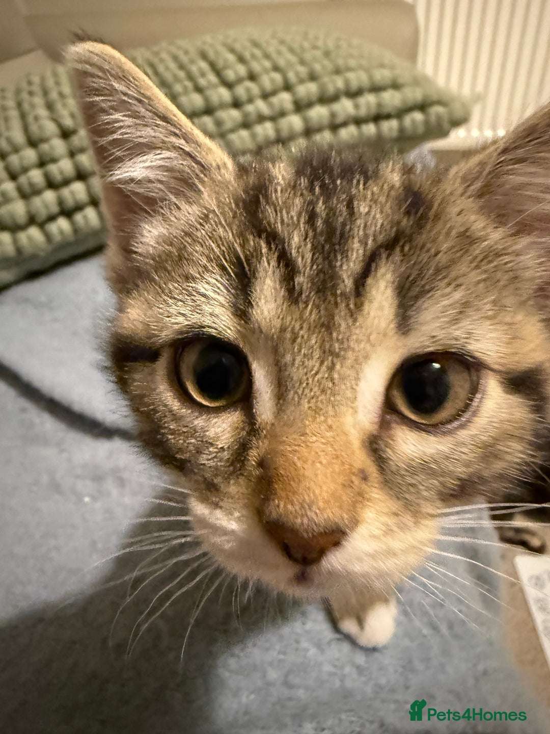 Domestic Shorthair cats for sale: Gorgeous kittens - Image 8