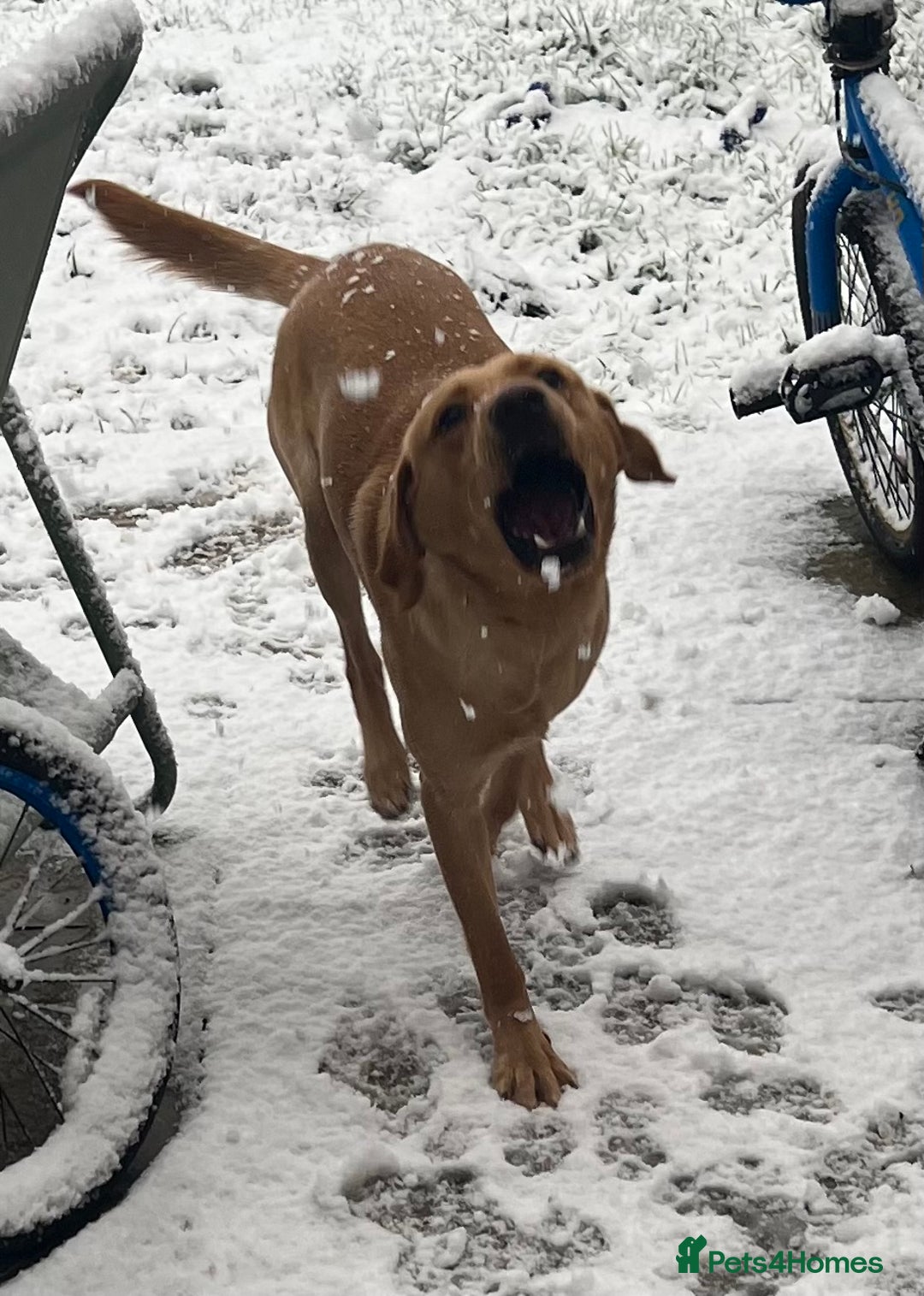 Labrador Retriever dogs for sale: Ace 1 year old male - Advert 2