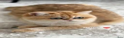 British Shorthair cats for sale: Excellent British Shorthair Golden kittens  - Advert 12