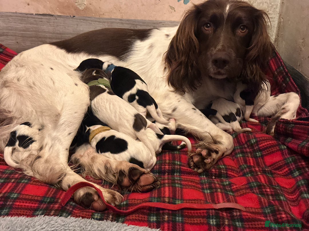 English Springer Spaniel dogs for sale: English springer spaniel.Ready to leave 21/11/25 - Image 2