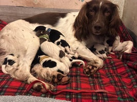 English Springer Spaniel dogs - Advert 4